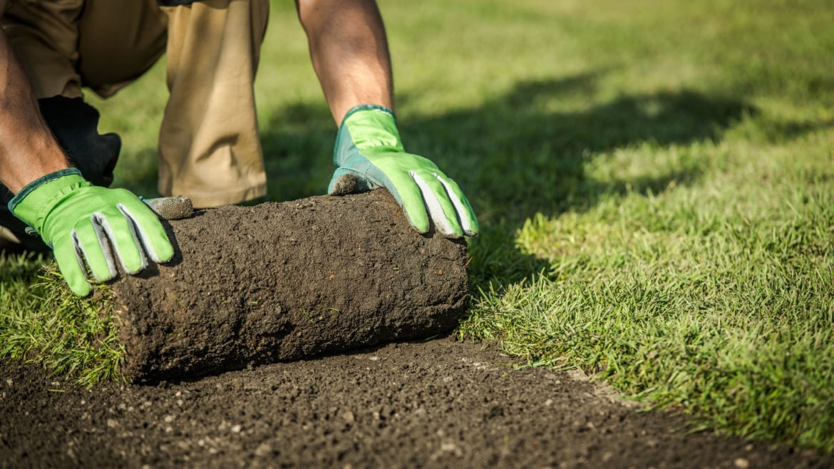 Sod & Seed Service
